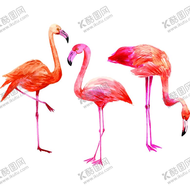 编号：89880009150304312890【酷图网】源文件下载-火烈鸟