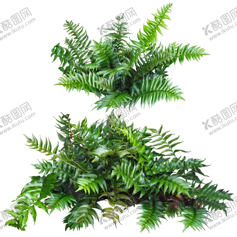 编号：98987209191811339709【酷图网】源文件下载-免扣植物素材图片