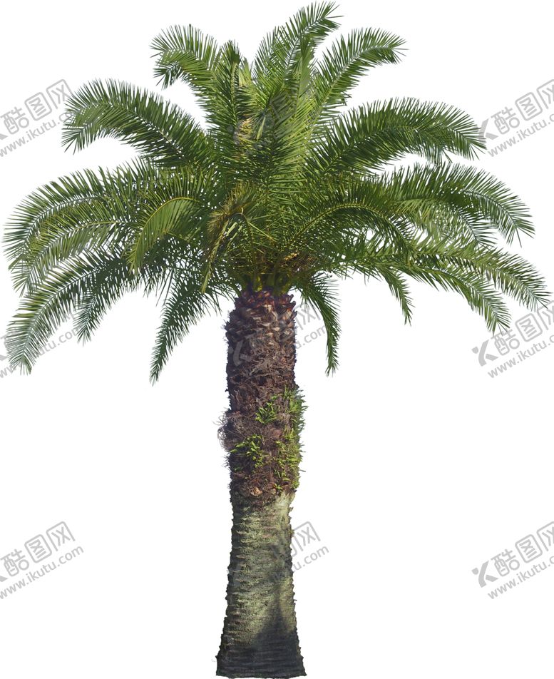 编号：76181210310600335491【酷图网】源文件下载-棕榈树