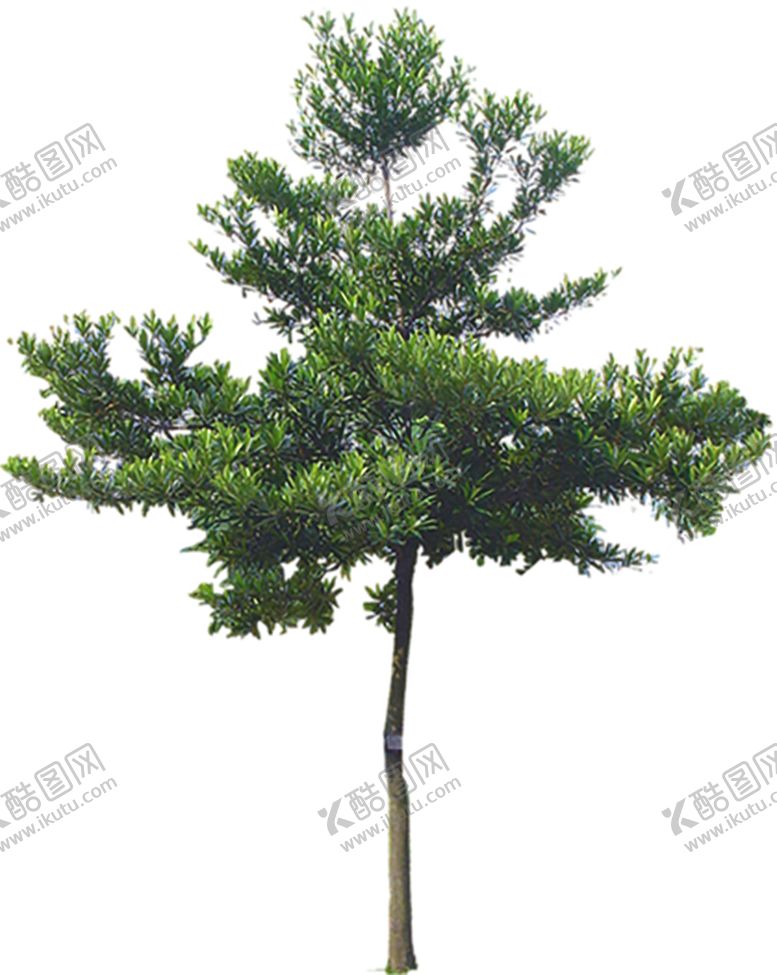 编号：47715710052148426608【酷图网】源文件下载-绿色植物