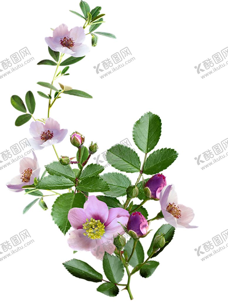 编号：61965807051200089483【酷图网】源文件下载-鲜花素材
