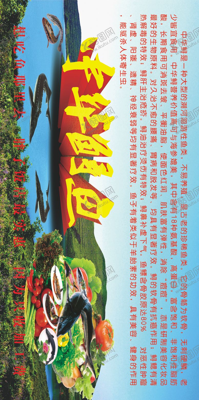 编号：28269007090906165308【酷图网】源文件下载-中华鲟鱼