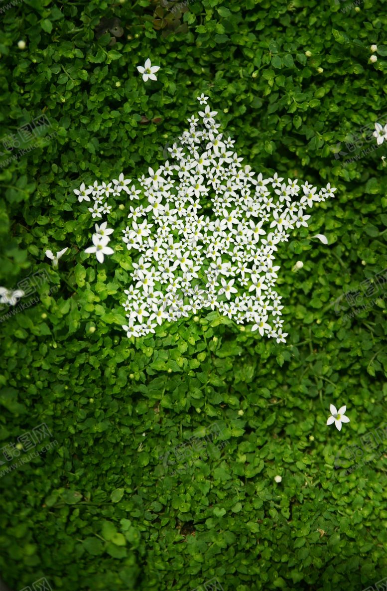 编号：38002309130813031632【酷图网】源文件下载-绿色背景