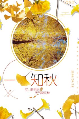 金秋银杏