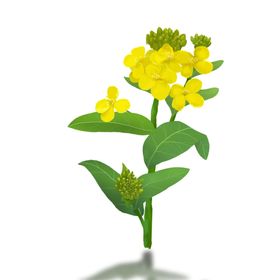 春天油菜花植物元素