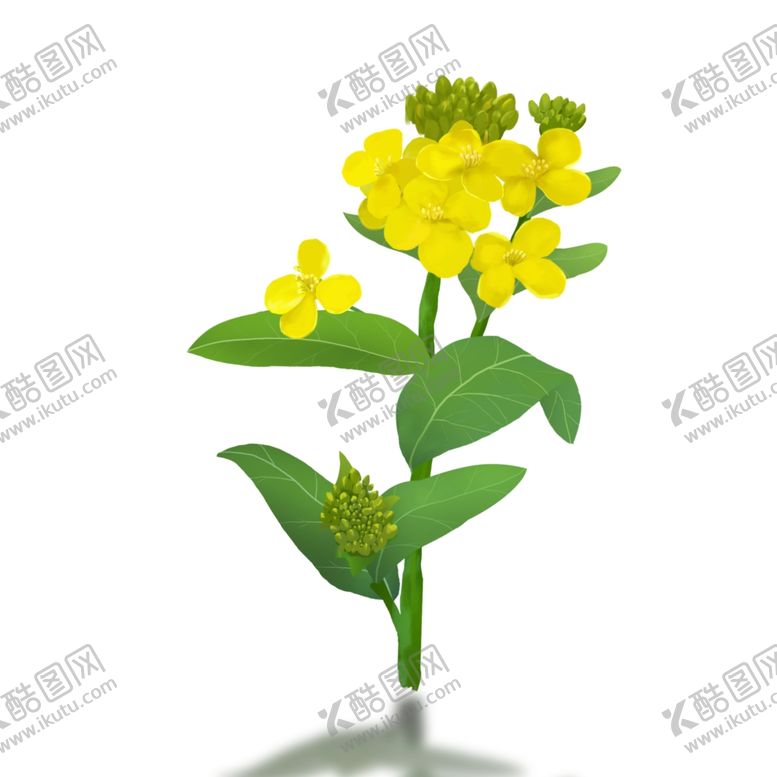 编号：53427209150742004645【酷图网】源文件下载-油菜花元素