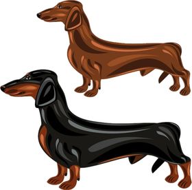 腊肠犬
