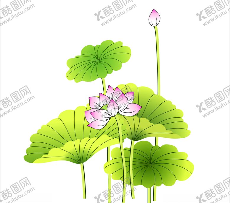 编号：30813010061131048871【酷图网】源文件下载-荷花