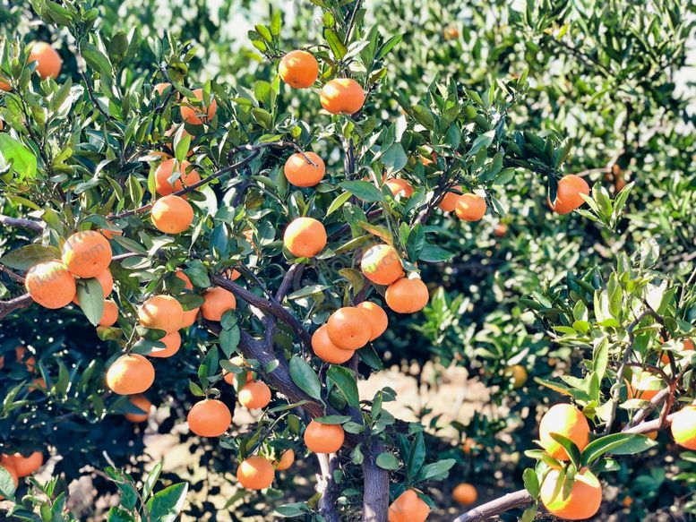 编号：28567507130729407254【酷图网】源文件下载-桔子