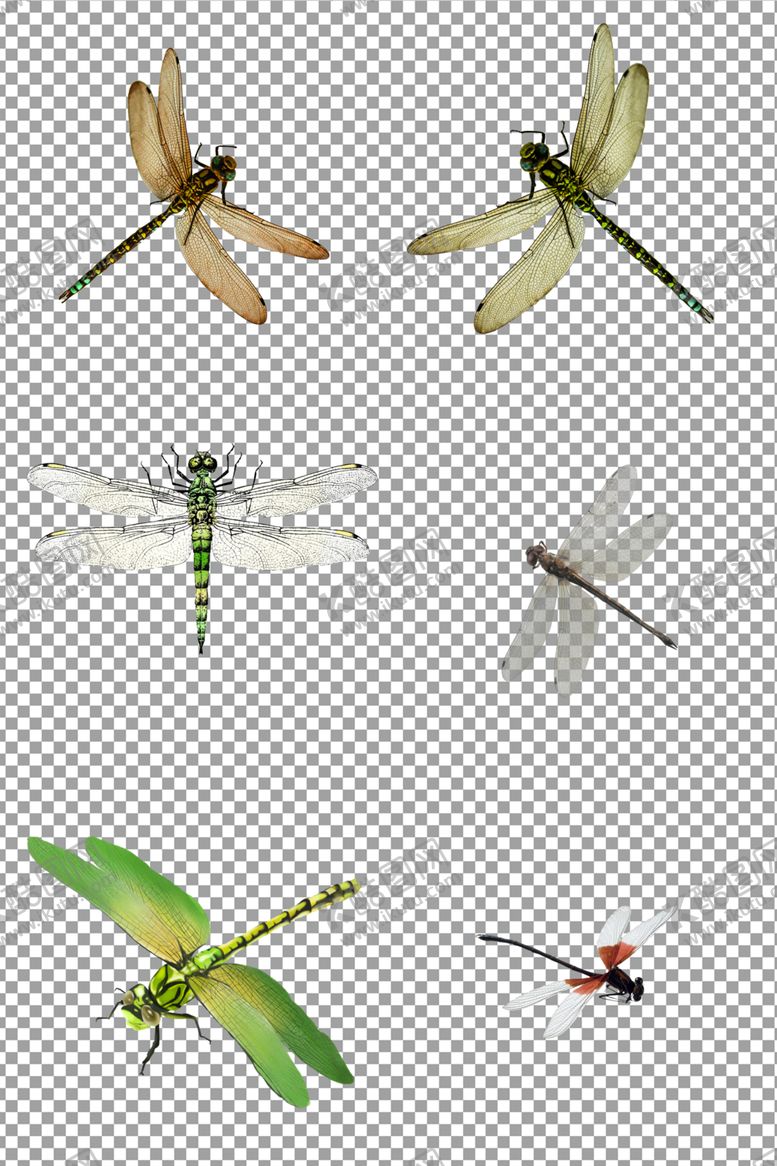 编号：76535710140531129952【酷图网】源文件下载-蜻蜓