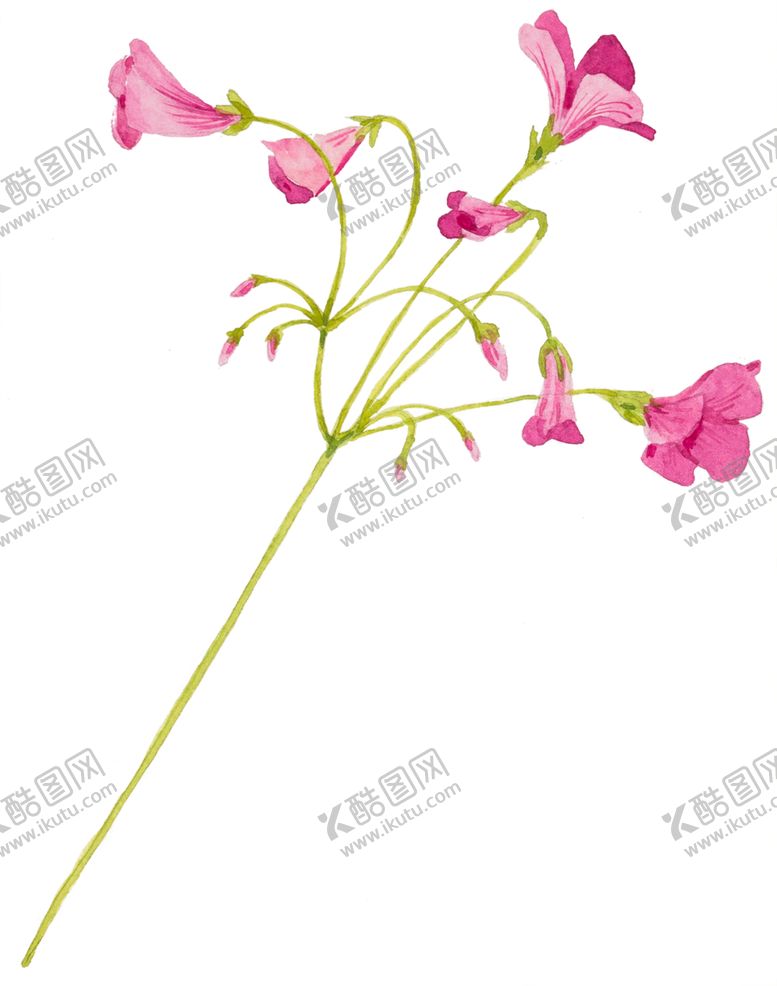 编号：12794110170545305522【酷图网】源文件下载-鲜花素材
