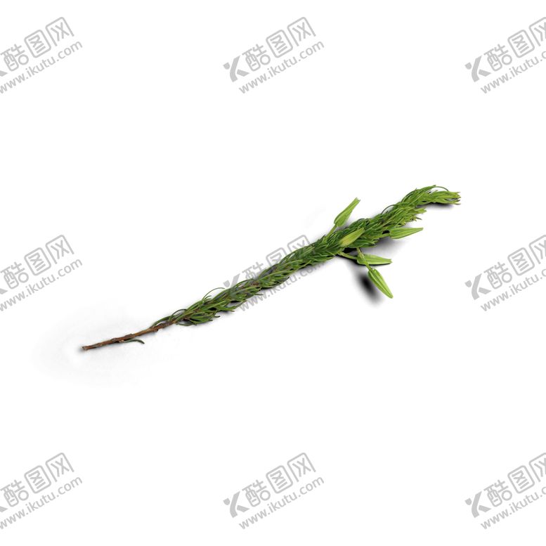 编号：79207610301033171164【酷图网】源文件下载-松针