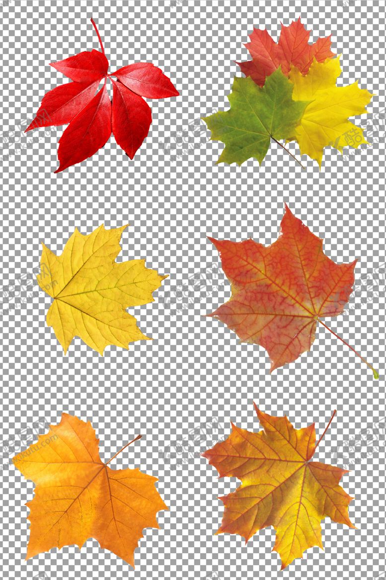 编号：99896109201358579352【酷图网】源文件下载-秋天的枫叶