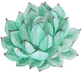 彩绘水彩花