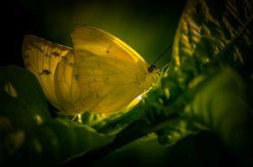 蝴蝶昆虫摄影生物世界