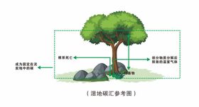 湿地碳汇系统矢量图