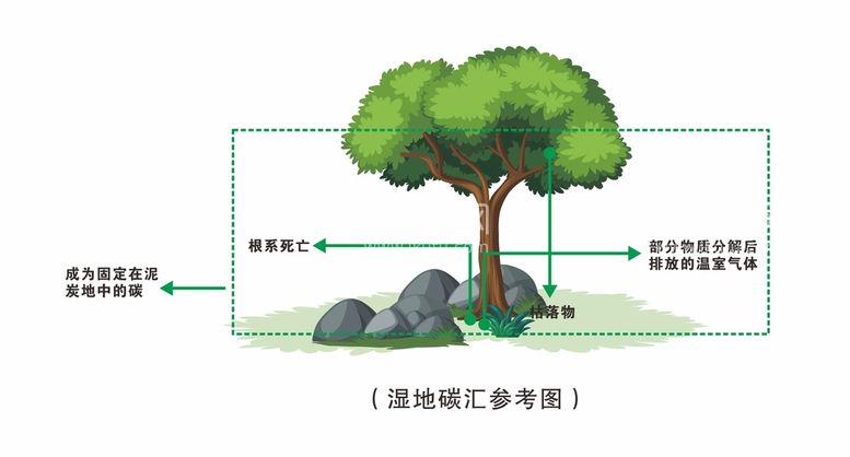 编号：48477601182307518650【酷图网】源文件下载-湿地碳汇系统矢量图