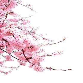 手绘植物花卉