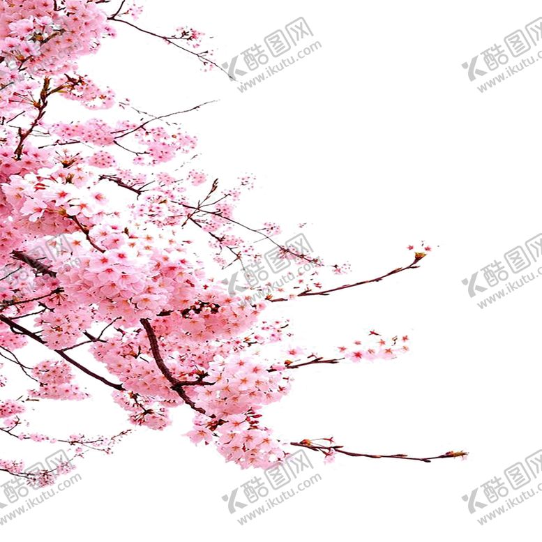 编号：11829506180052515180【酷图网】源文件下载-手绘植物花卉