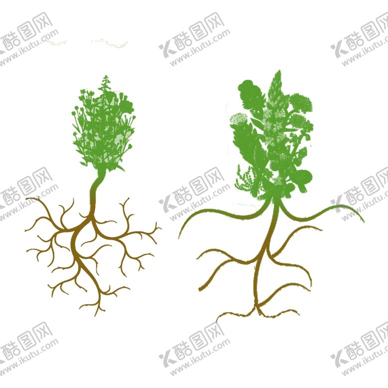 编号：16161504190545183093【酷图网】源文件下载-植物根系介绍