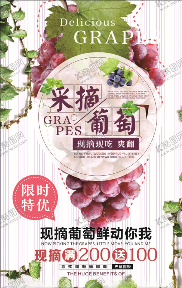 编号：68354104202231289879【酷图网】源文件下载-采摘葡萄