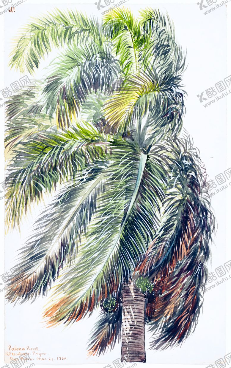 编号：78536509222052154111【酷图网】源文件下载-手绘树