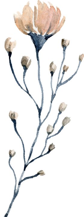 水彩绘画花朵树枝装饰