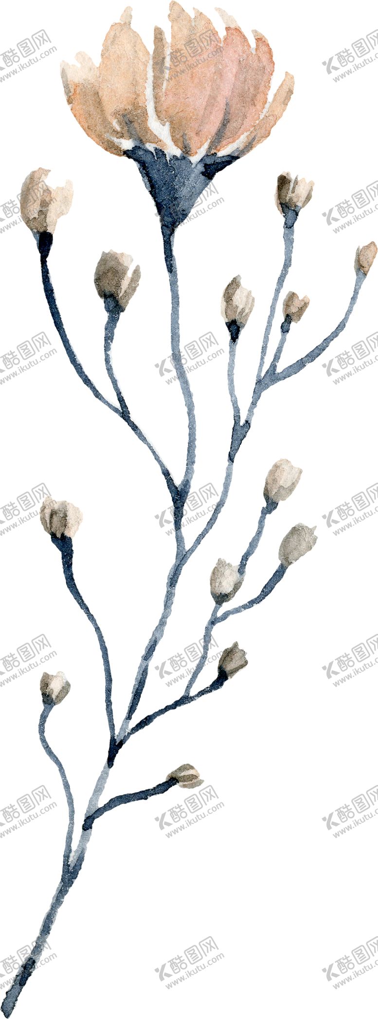 编号：53450810212113215714【酷图网】源文件下载-水彩绘画花朵树枝装饰