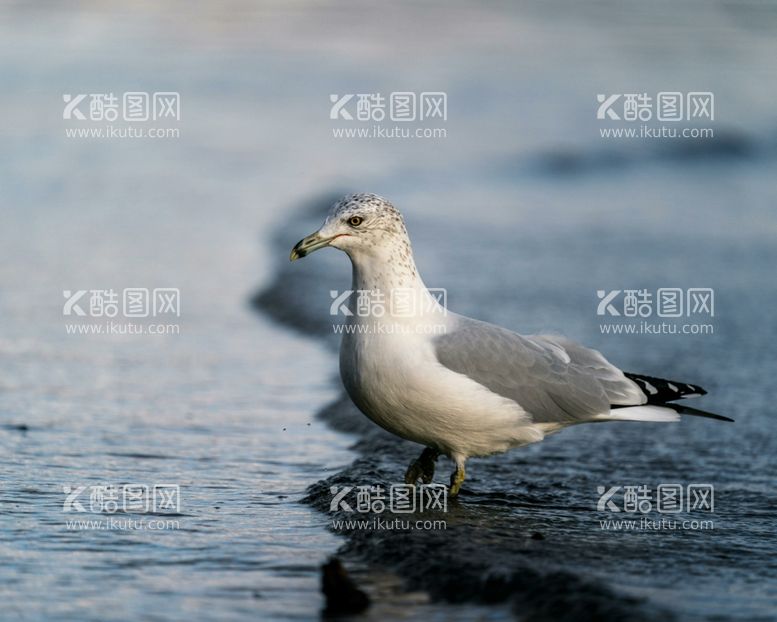 编号：51304401131815467445【酷图网】源文件下载-海鸥