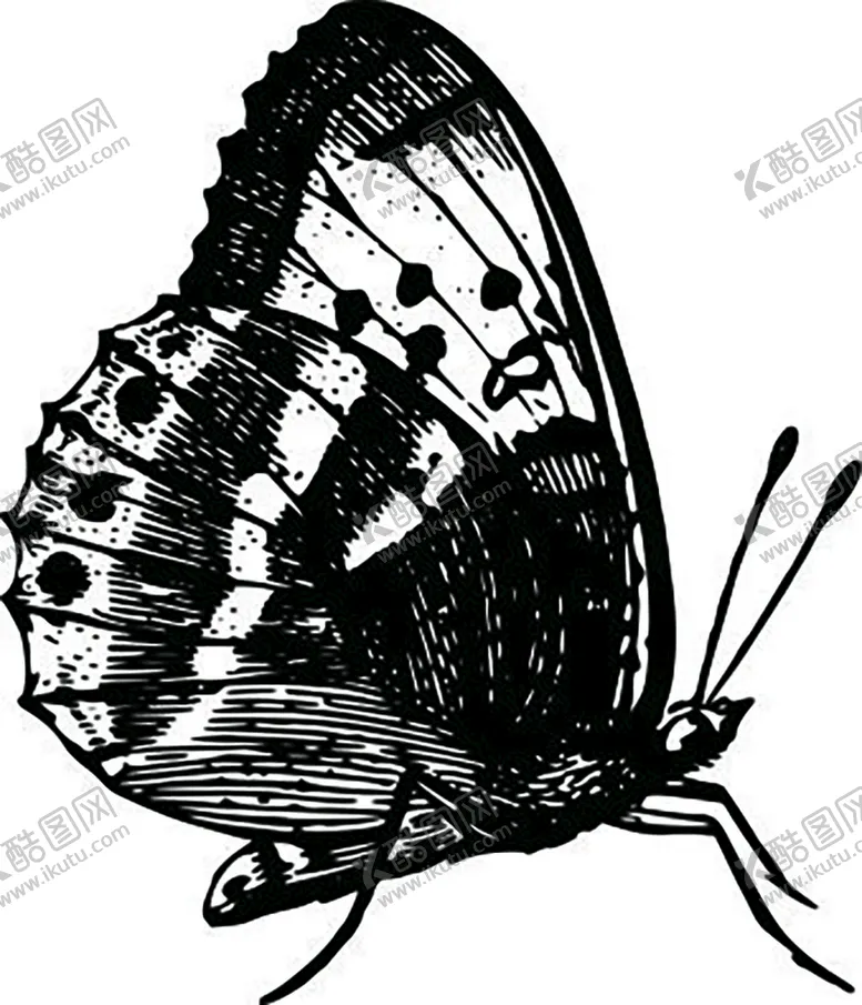 编号：17864901252006214947【酷图网】源文件下载-蝴蝶