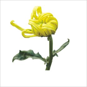 重阳节素材