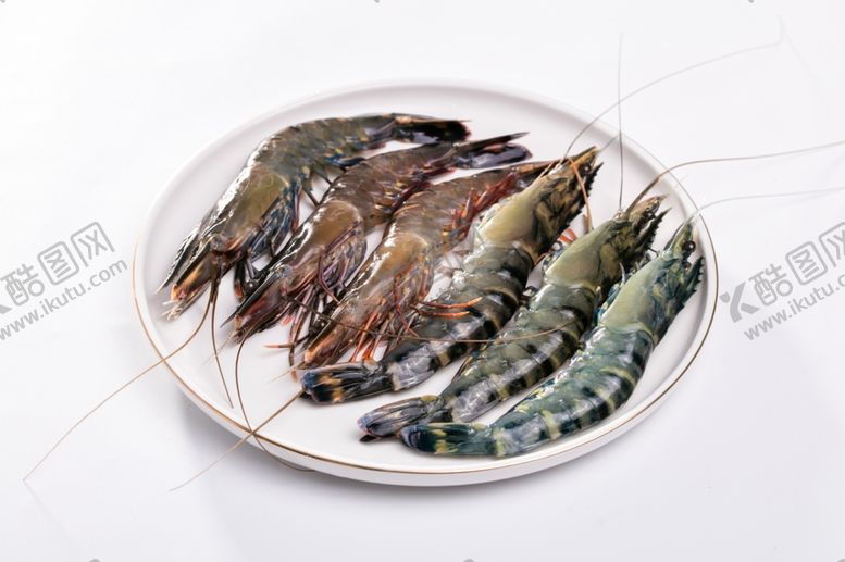 编号：45692110061121318513【酷图网】源文件下载-鲜活九节虾
