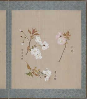 樱花