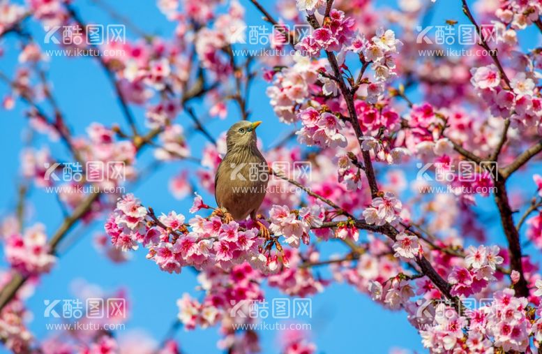 编号：64548911300440398045【酷图网】源文件下载-樱花