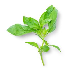 菠菜
