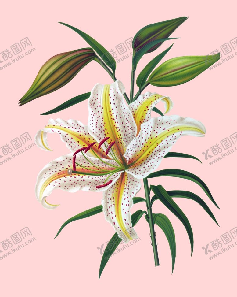 编号：95994110010614538030【酷图网】源文件下载-花卉植
