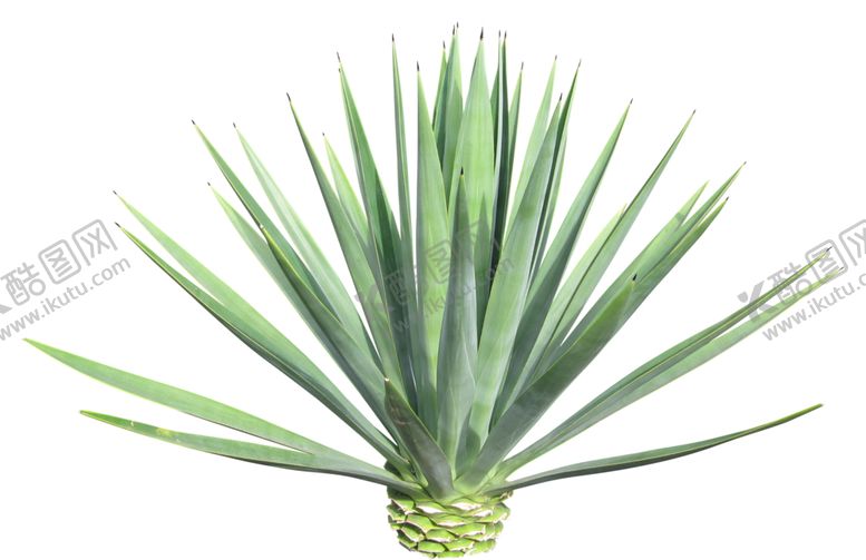 编号：59682910312113073646【酷图网】源文件下载-免扣植物素材