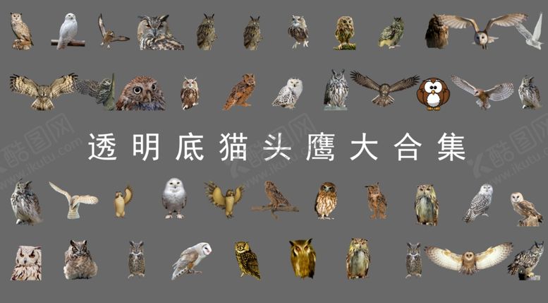 编号：26042503291512339968【酷图网】源文件下载-猫头鹰