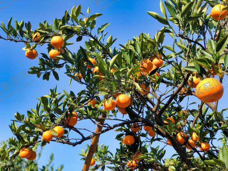 编号：12043010041111033104【酷图网】源文件下载-桔子