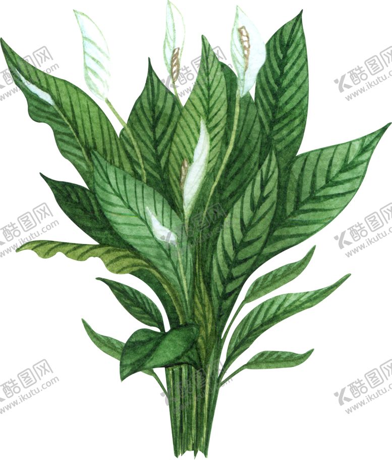 编号：40342009260756367912【酷图网】源文件下载-绿植水彩插画