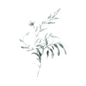 小清新水彩植物树枝