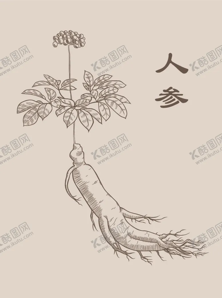 编号：79950712031613383265【酷图网】源文件下载-人参药材矢量图