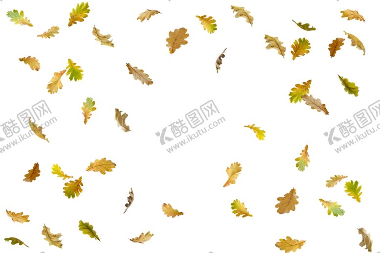 编号：28497410290524522976【酷图网】源文件下载-枫叶