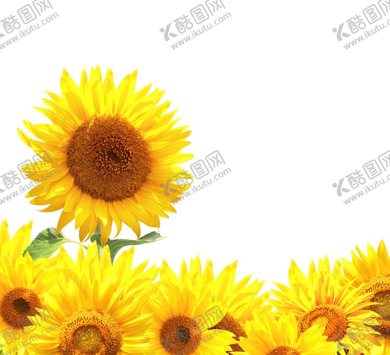 编号：59415210261846013596【酷图网】源文件下载-向日葵