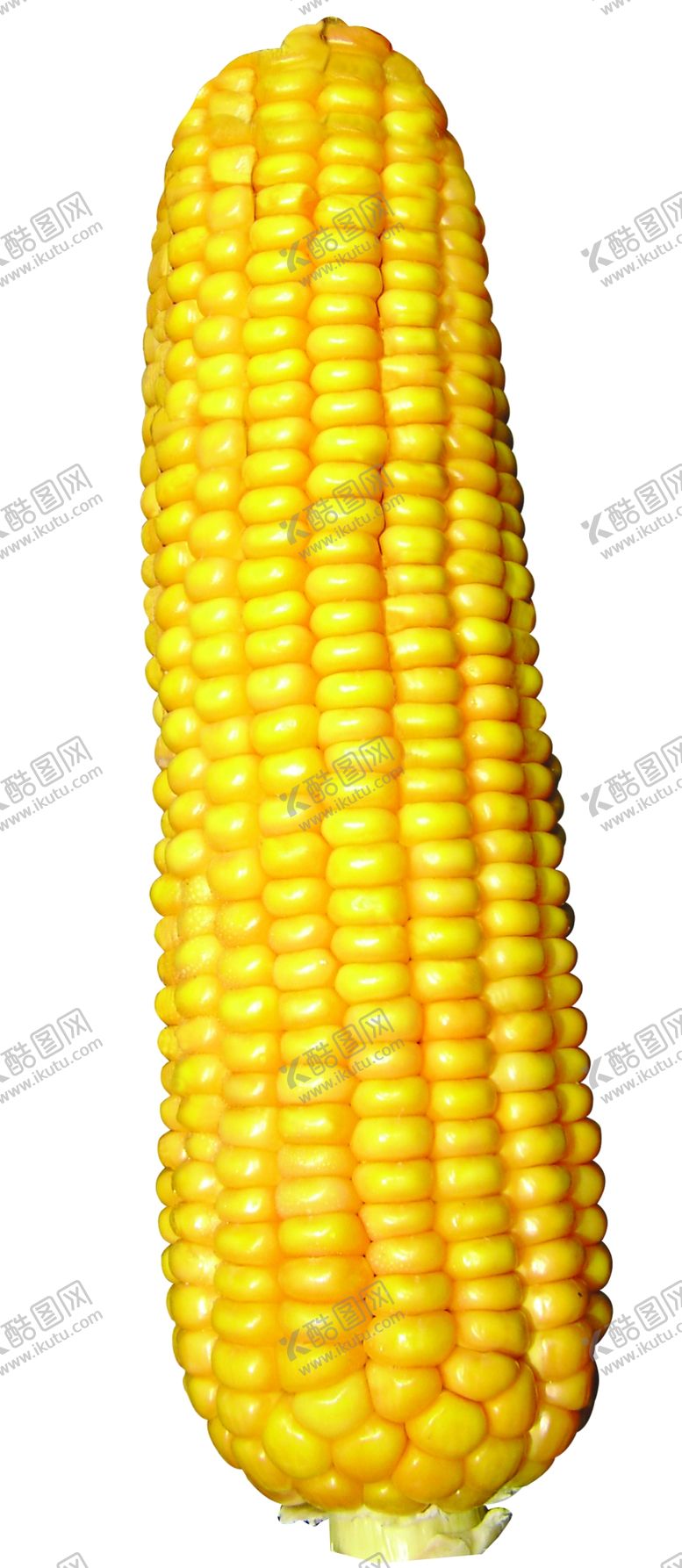 编号：22174510130916134029【酷图网】源文件下载-黄玉米高清素材