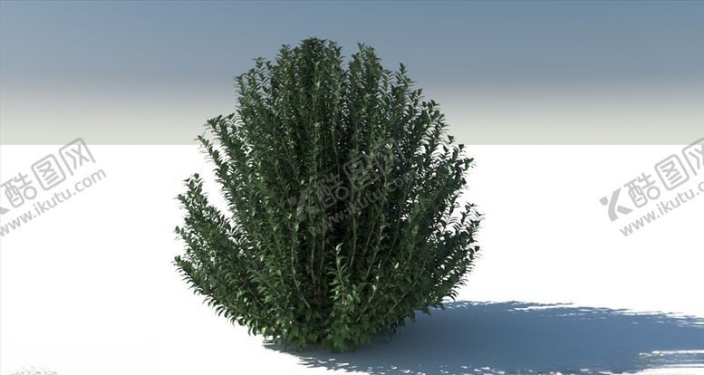 编号：83070305152229465430【酷图网】源文件下载-C4D模型迷迭香