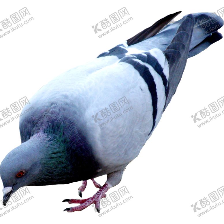 编号：44131910210638596299【酷图网】源文件下载-鸽子
