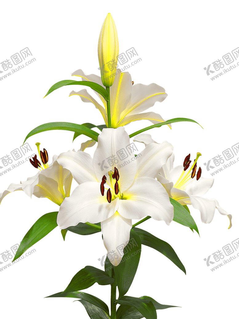 编号：24007206251728106312【酷图网】源文件下载-鲜花装饰