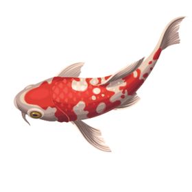 鲤鱼插画图案