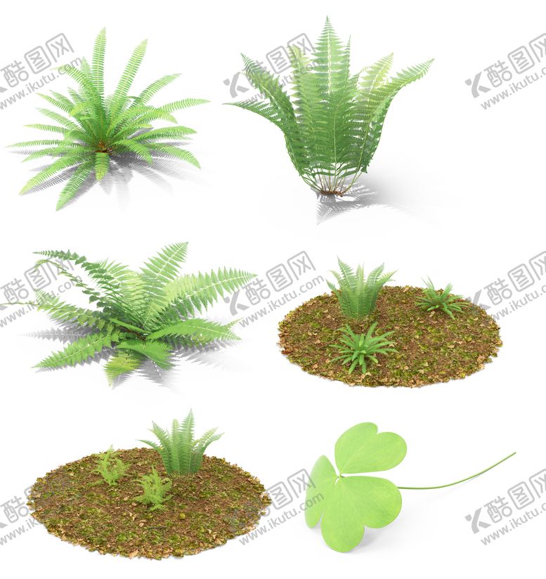 编号：70596211072040482593【酷图网】源文件下载-草  蕨类 地被开花植物图片